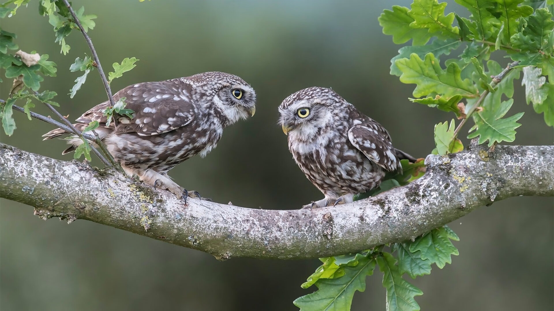 开云APP-贝蒂斯爆冷伊拉克，托尼成为关键先生，一场颠覆预期的足球启示录